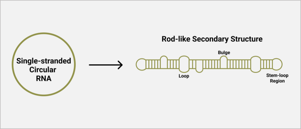 Molecular Acrobatics: A Look At Hepatitis D Virus Replication - William ...